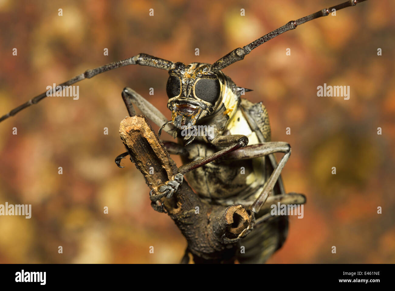 Long horned beetle , Common, wilderness , Goa Stock Photo