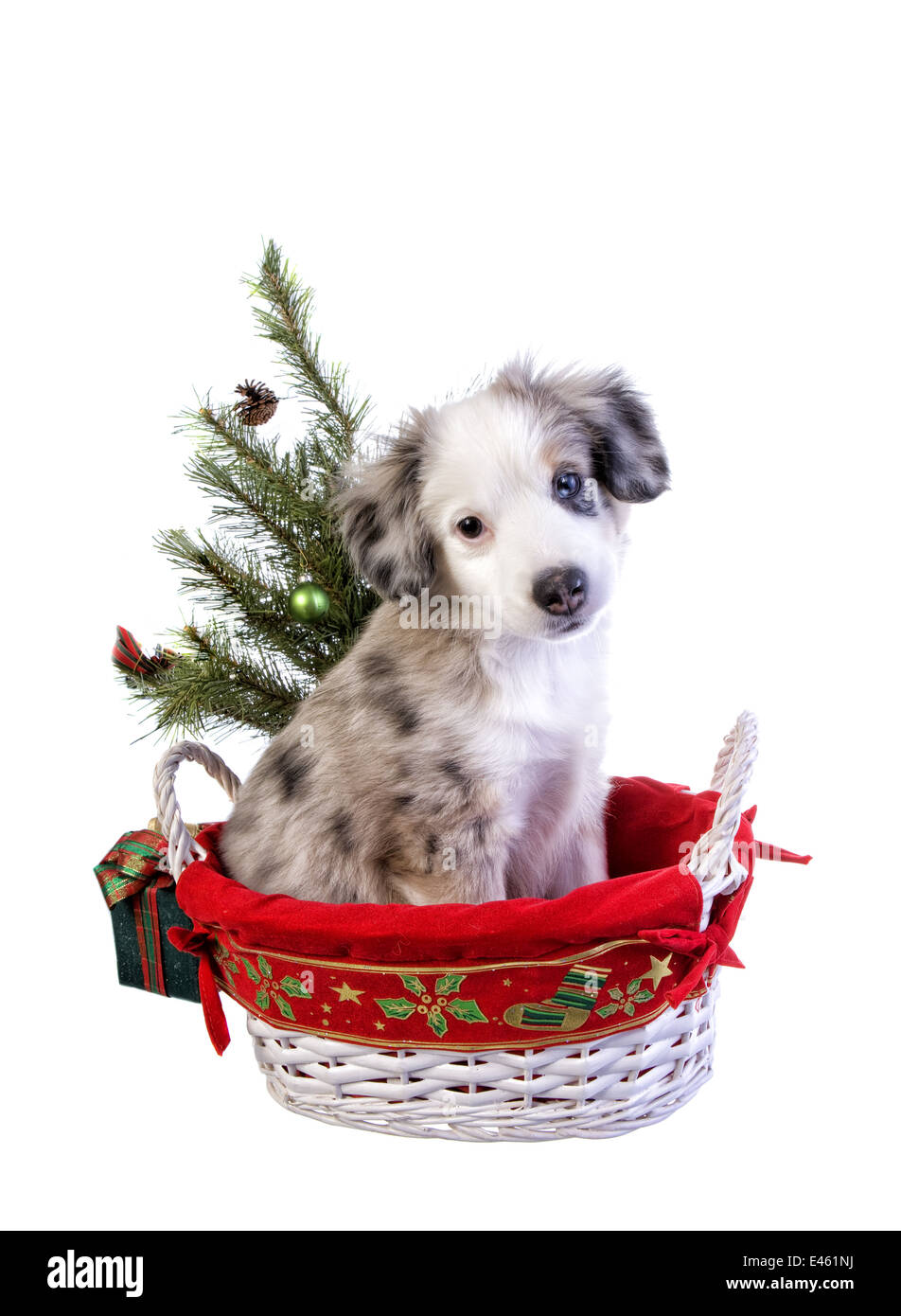 christmas australian shepherd