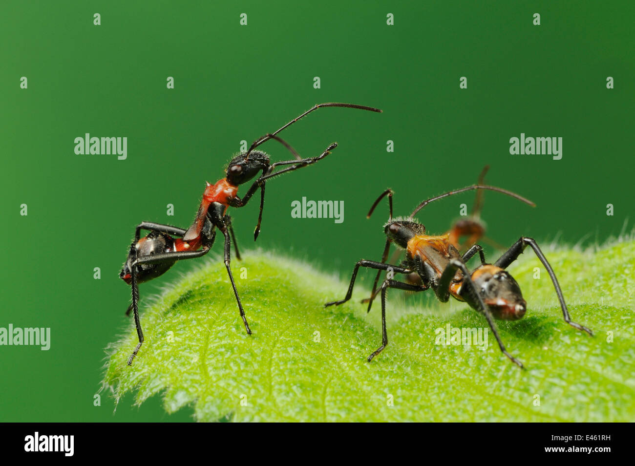 Nymphs mimic ants hi-res stock photography and images - Alamy