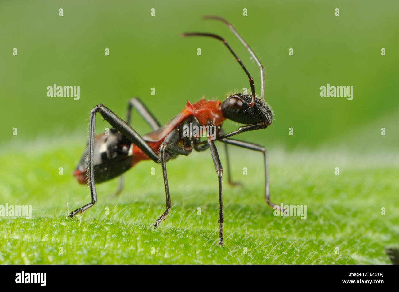 Broad-headed Bug (Hyalymenus tarsatus) nymph on leaf mimicking an ant ...