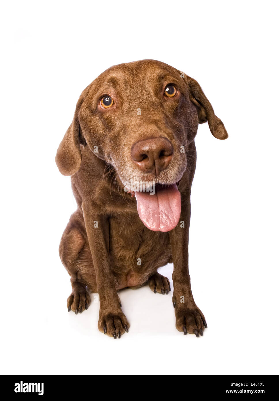 Cute Chesapeake Bay Retriever Dog sitting on white background Stock Photo