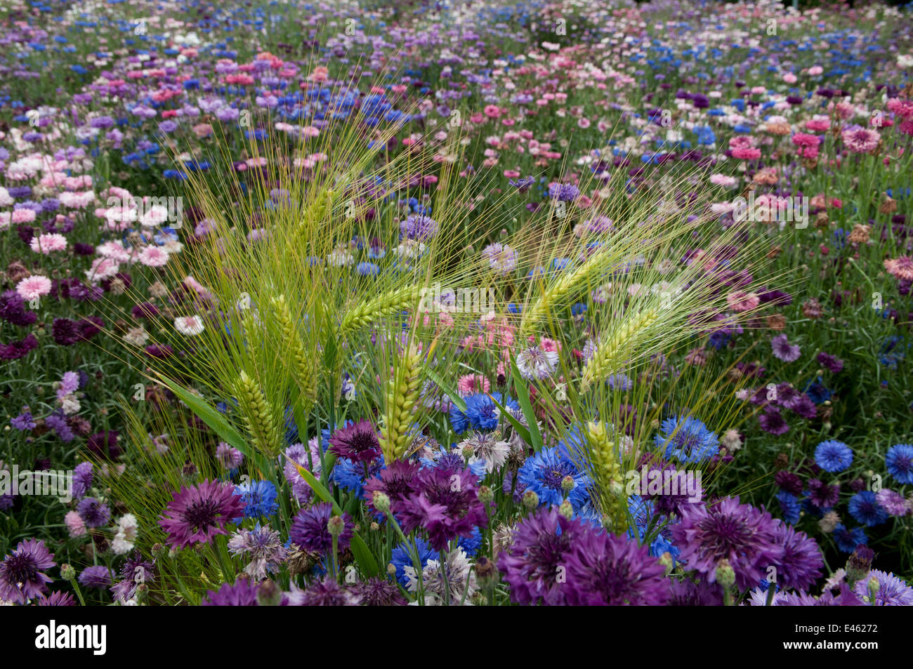 Mixed dianthus flowers (Dianthus sp) in garden with wild Barley plants growing as weeds, Val de Loire, France, June Stock Photo