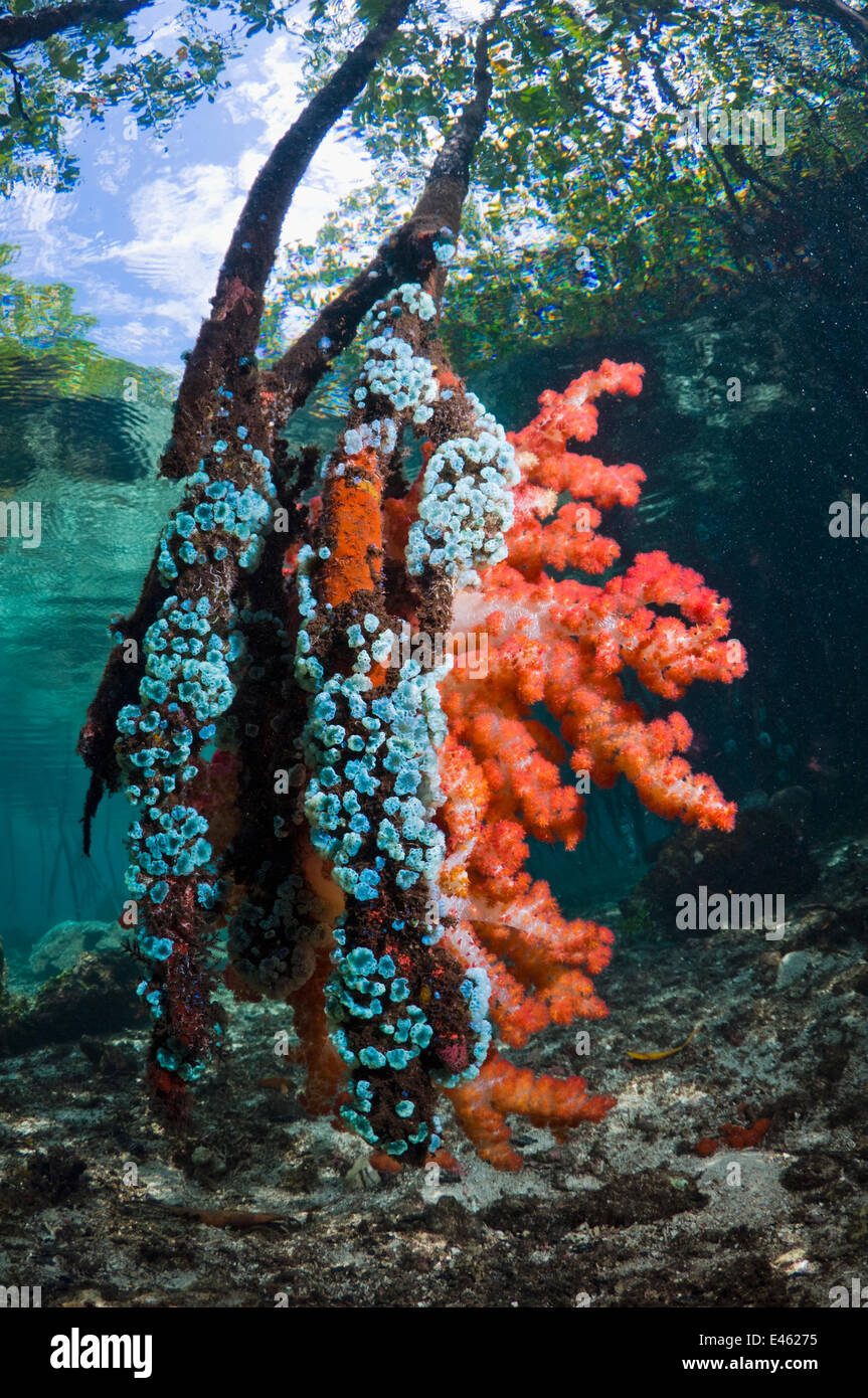 Soft coral and other invertebrates growing on mangrove roots (Rhizophora sp.) on the edge of coral reef. Raja Ampat, Indonesia. Stock Photo