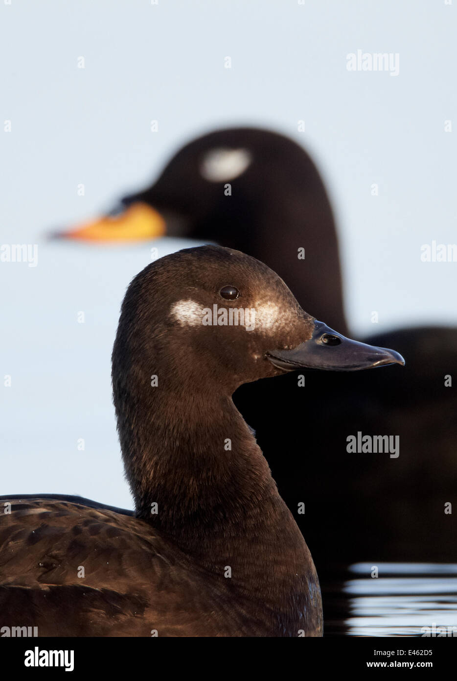 Velvet Scoter (Melanitta fusca) female (foreground) and male on water. Finland, May. Magic Moments book plate, page 150. Stock Photo