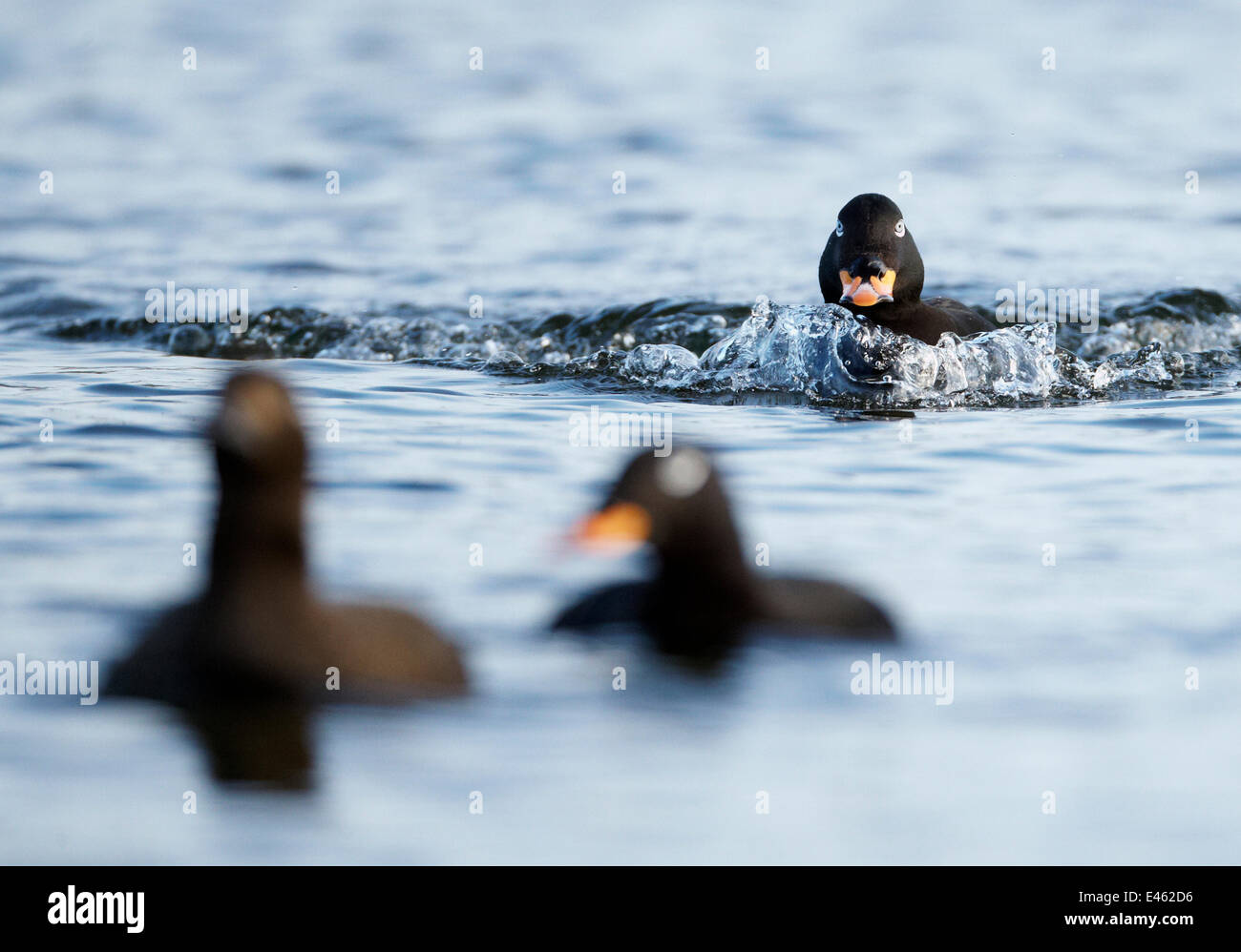Velvet Scoter (Melanitta fusca) male approaching other birds on water. Finland, May. Magic Moments book plate, page 18. Stock Photo