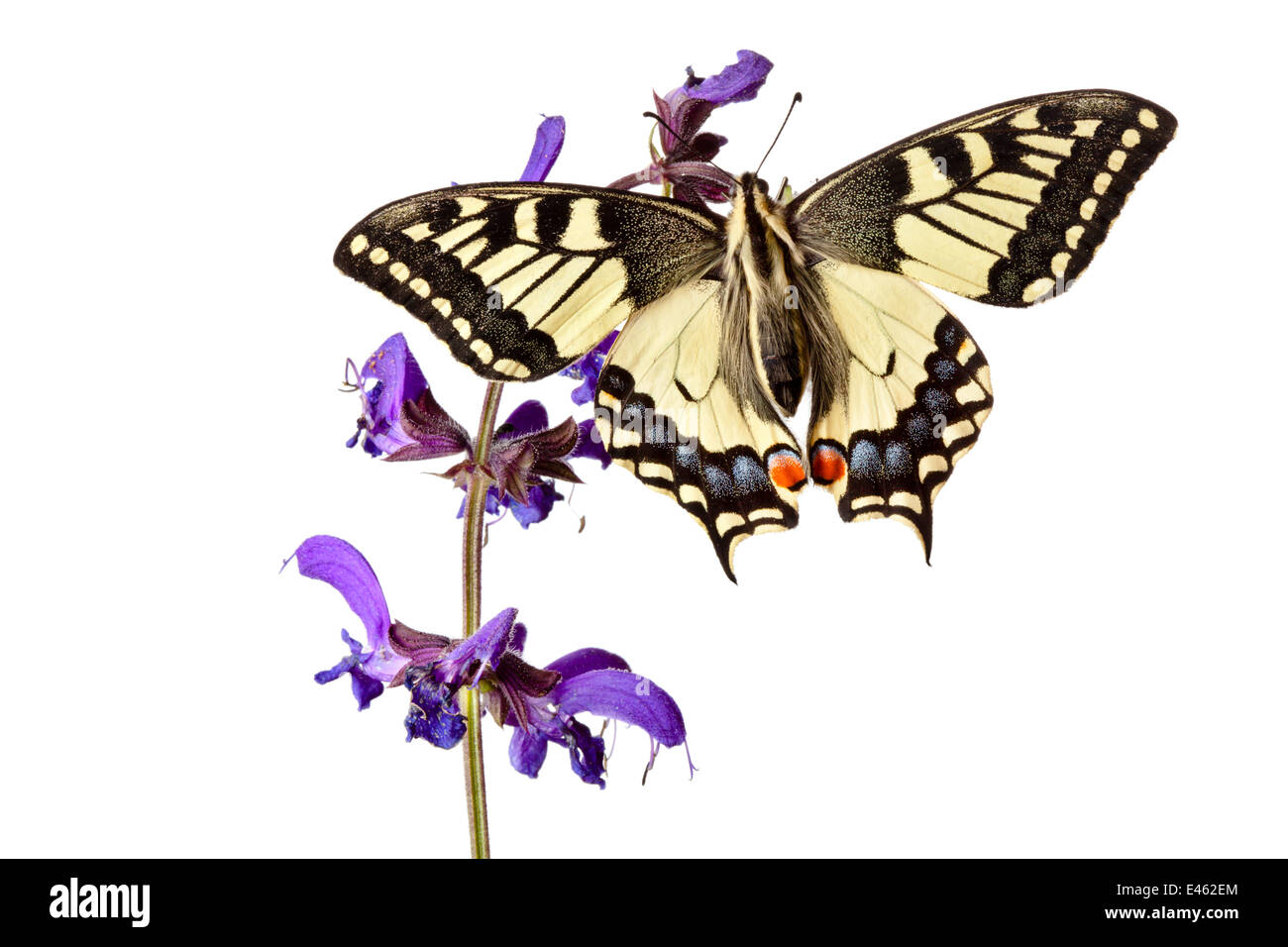 Common Swallowtail butterfly (Papilio machaon) resting on Meadow Clary (Salvia pratensis) flowers, on a white background. Nordtirol, Tirol, Austrian Alps, Austria, 1700 metres altitude, July. Stock Photo