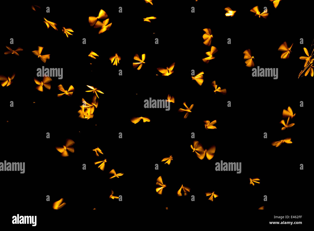 Termites (Isoptera) flying upwards towards a street lamp, India Stock Photo