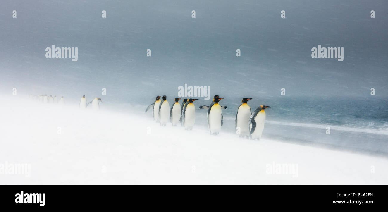 King Penguins (Aptenodytes patagonicus) walking in line in snow storm, South Georgia, November, Specially commended, ANIMALS IN THEIR ENVIRONMENT, 2011 WILDLIFE PHOTOGRAPHER OF THE YEAR COMPETITION and Highly Commended, Birds category of GDT 2011 competit Stock Photo