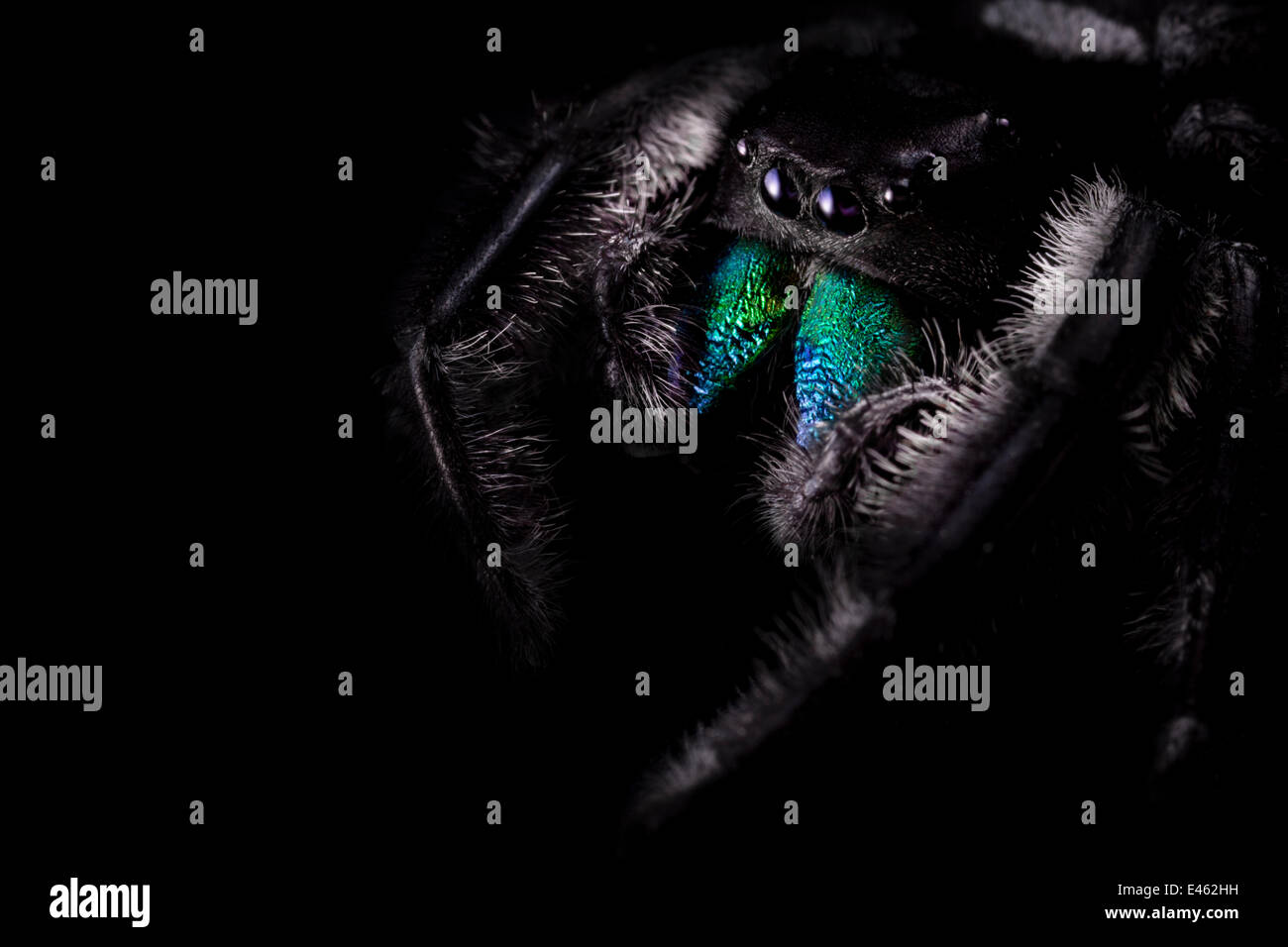 Regal jumping spider (Phidippus regius) male originating from North America. Captive. Stock Photo