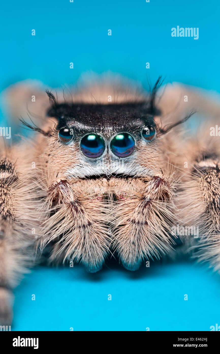 Canopy jumping spider (Phidippus otiosus) female orginating from North America. Captive. Stock Photo