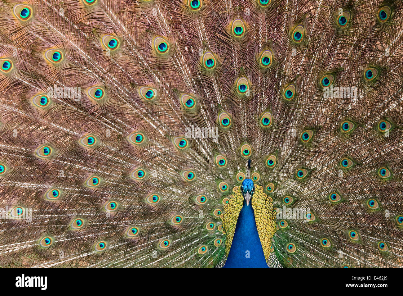 Male Indian peafowl (Pavo cristatus) displaying, captive Stock Photo ...