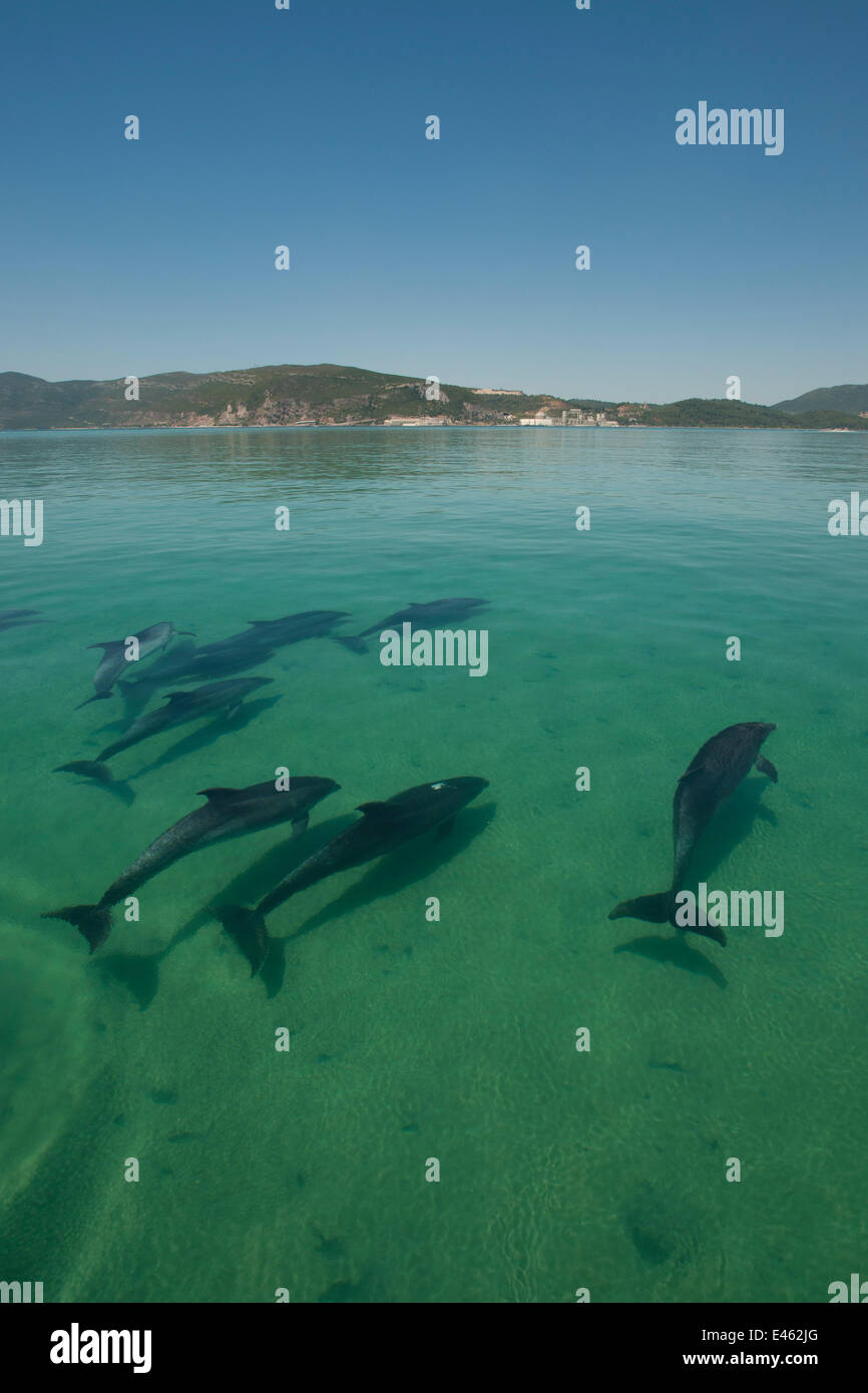 A pod of Bottlenose dolphins (Tursiops truncatus) swimming into the Sado river, Portugal, July Stock Photo