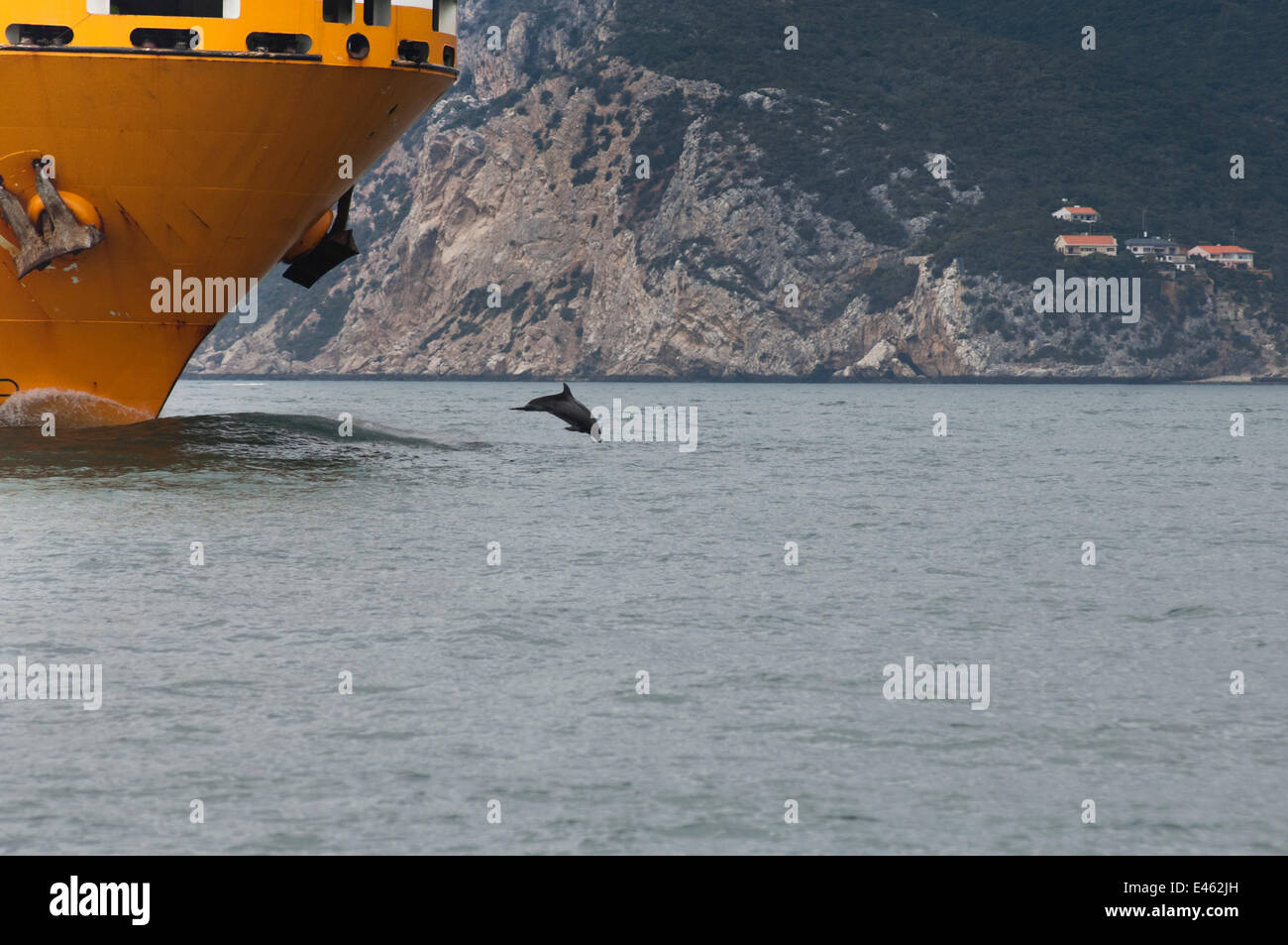 Bottlenose dolphin (Tursiops truncatus) leaping in front of a cargo ship, Sado Estuary, Portugal, September Stock Photo