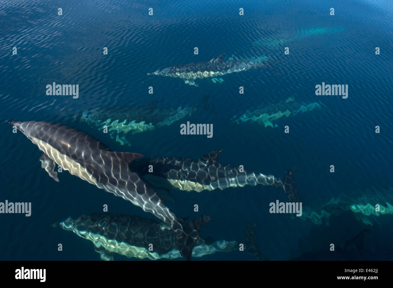 Common dolphins ( Delphinus delphis) swimming below the surface, Atlantic Ocean, Portugal, October Stock Photo
