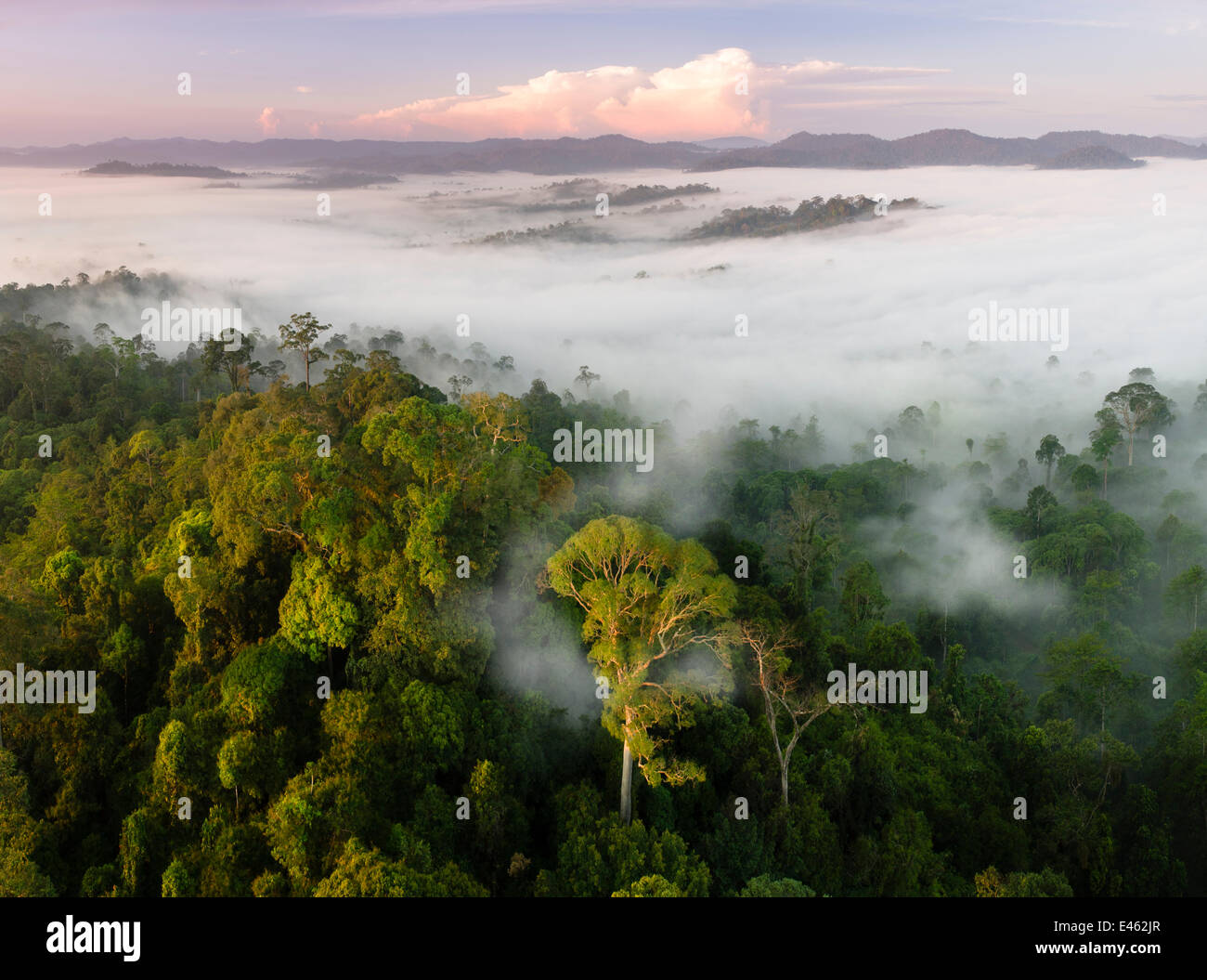 Mist and low cloud hanging over lowland rainforest, just after sunrise, with Menggaris Tree (Koompassia excelsa) prominent in the foreground. Danum Valley, Sabah, Borneo. Stock Photo