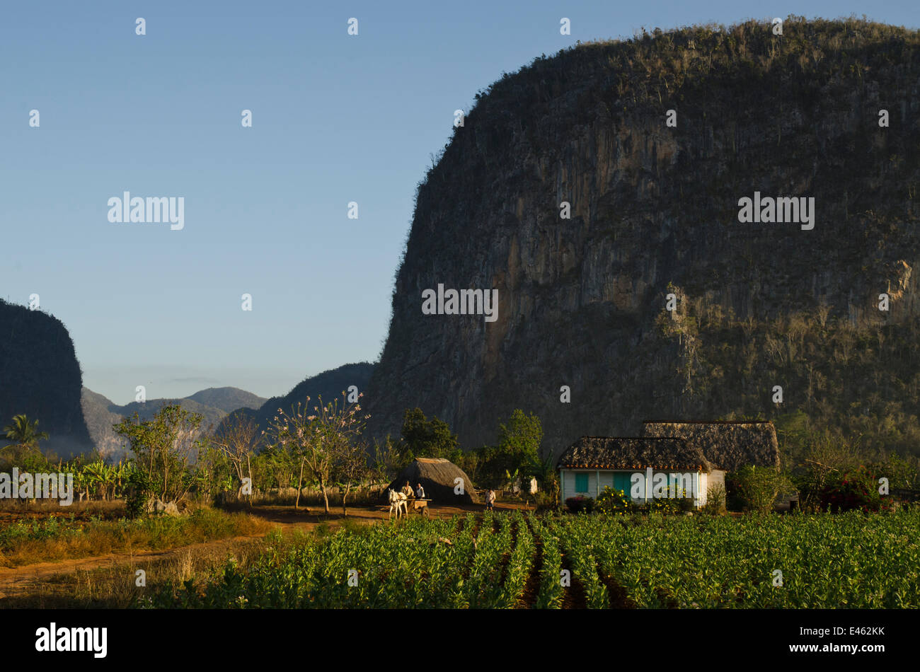 Viales Valley with Tobacco crop, Sierra Rosario Mountain Range with Mojotes (limestone tree-covered knolls) UNESCO World Heritage site, Cuba, Caribbean, 2011 Stock Photo
