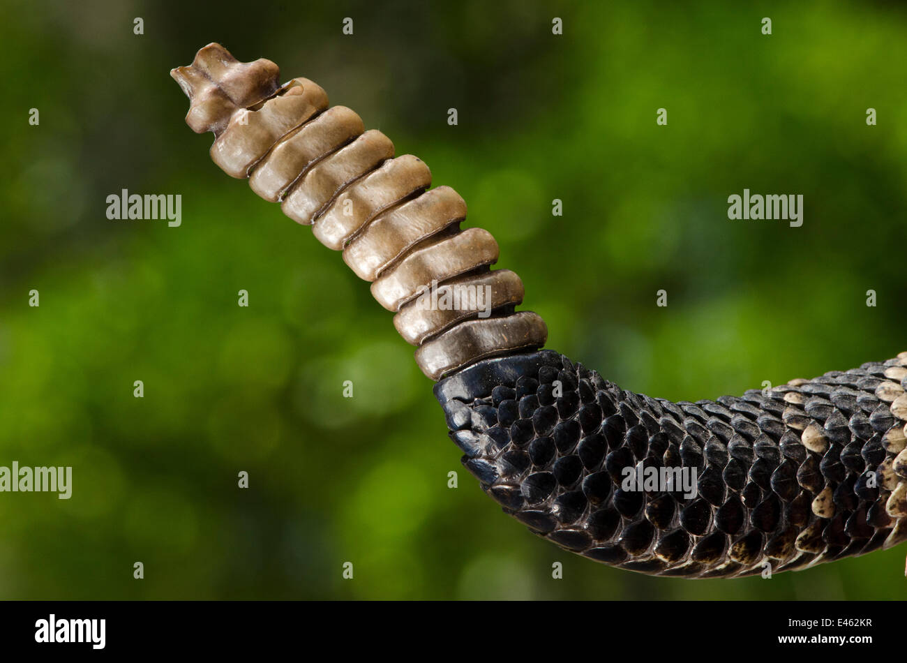 Eastern diamondback rattlesnake (Crotalus adamanteus) close up of