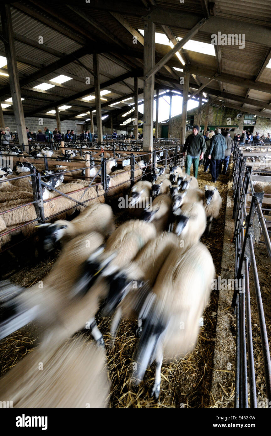 Domestic sheep (Ovis aries) being moved from pen at livestock market after auction, Hawes Mart, Yorkshire, UK, September 2011 Stock Photo