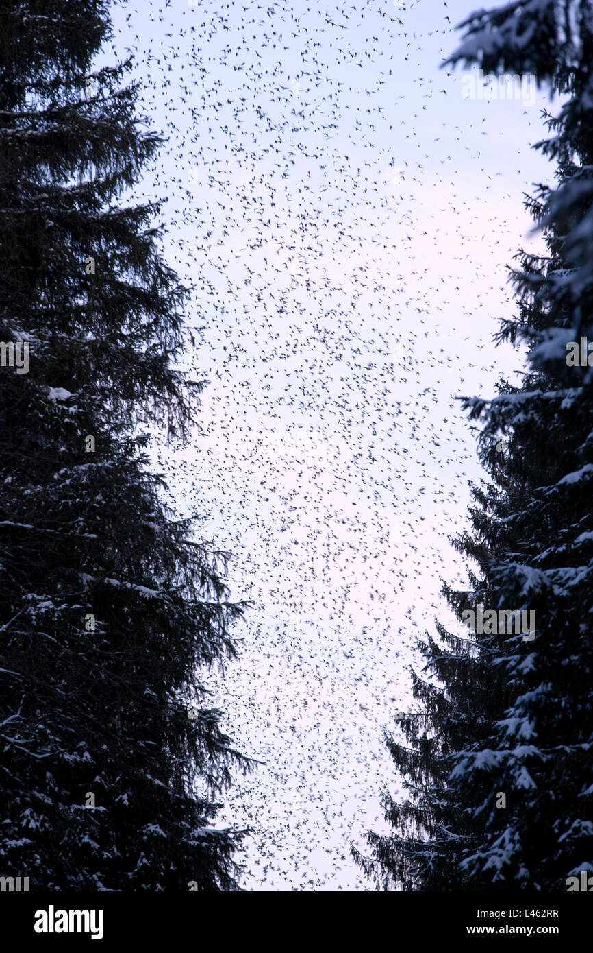 Brambling (Fringilla montifringilla) flocking above trees. Black Forest, Germany, March. Stock Photo