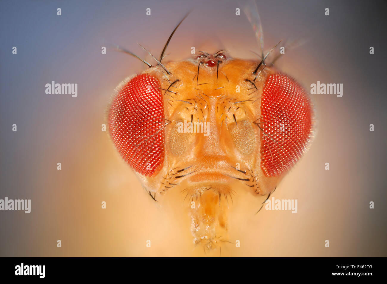 Wild Common fruit fly (Drosophila melanogaster) Vienna Drosophila RNAi Center, Institute for Molecular Pathology, Austria  [focus stacking] Stock Photo