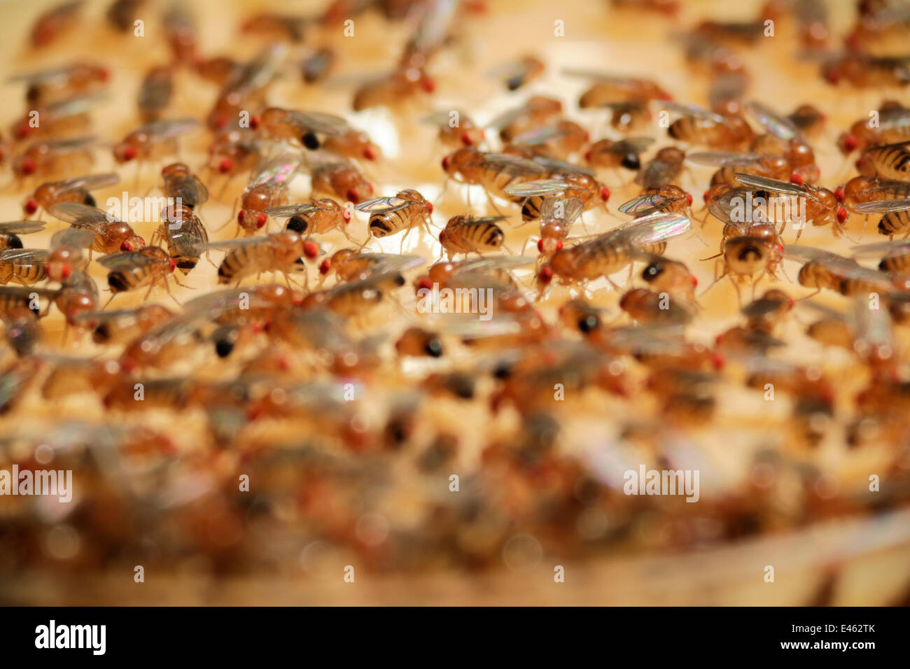 Drosophila laboratory hires stock photography and images Alamy