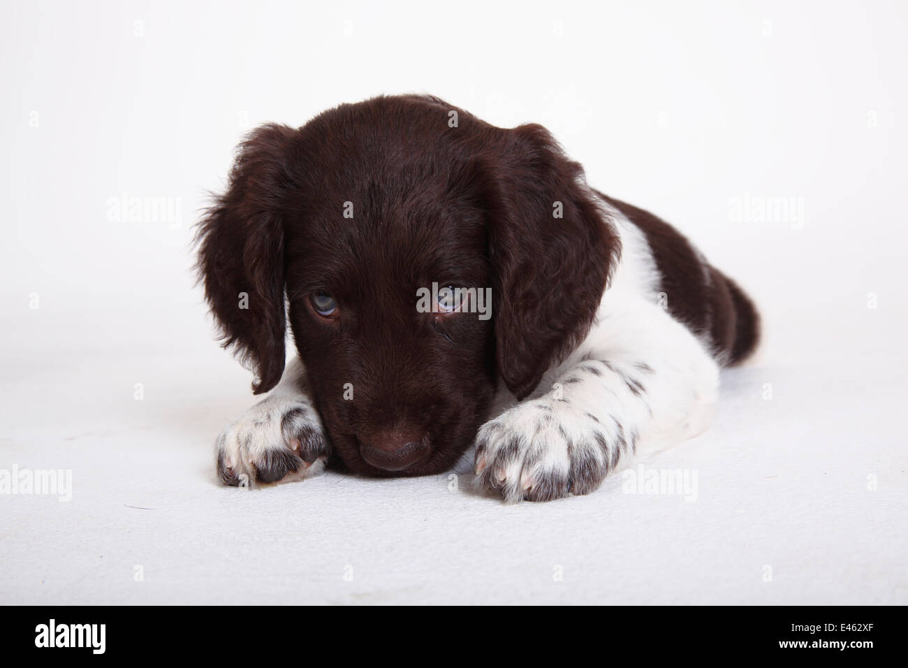 Small Munsterlander puppy, 7 weeks, against white background. Stock Photo