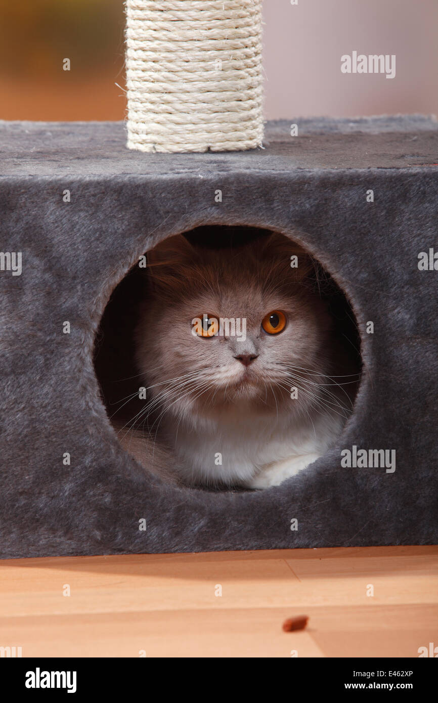 British Longhair Cat, fawn-white / Highlander / Lowlander / Britannica hiding in a box. Stock Photo