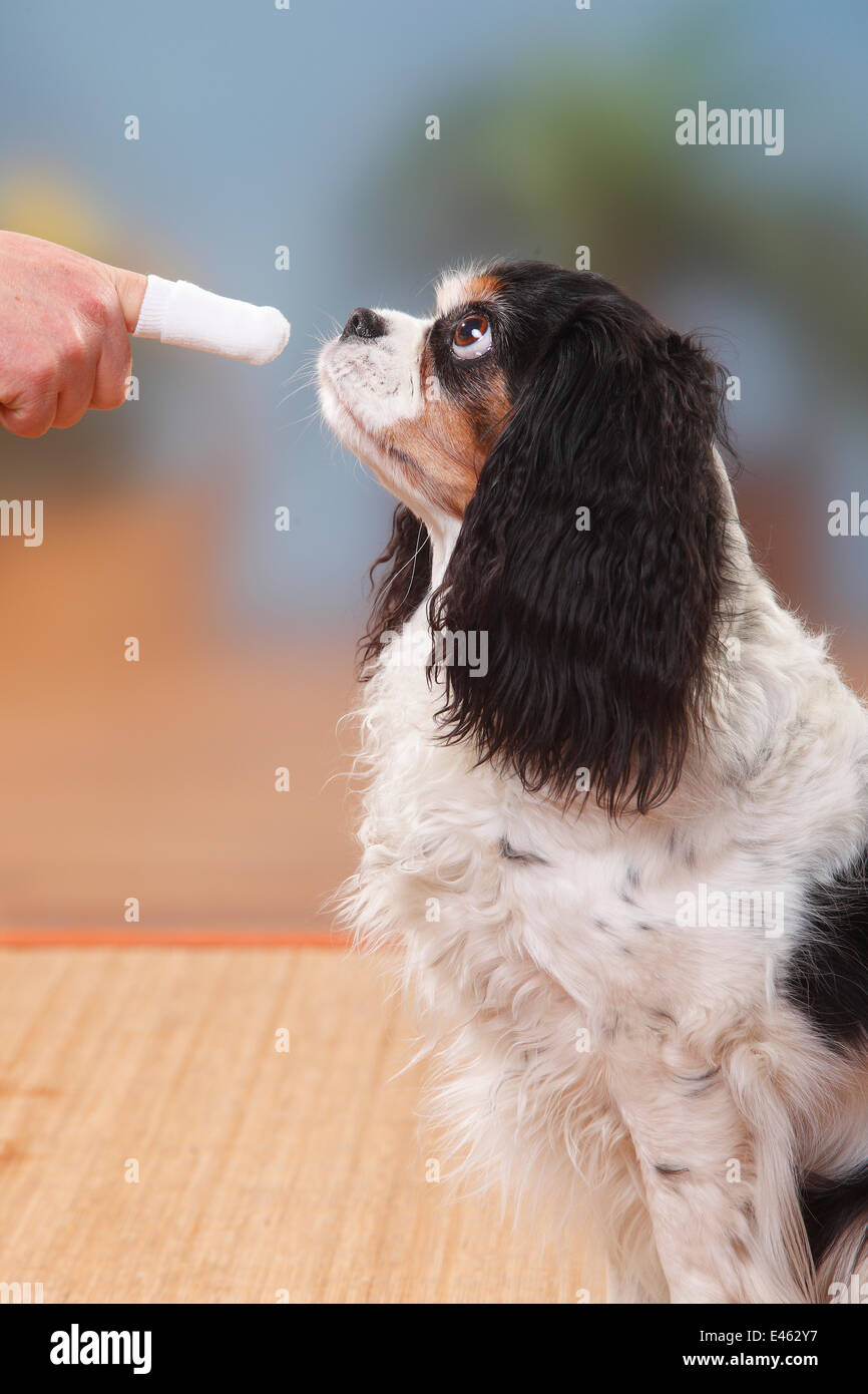 Cavalier King Charles Spaniel, tricolour, getting teeth brushed with