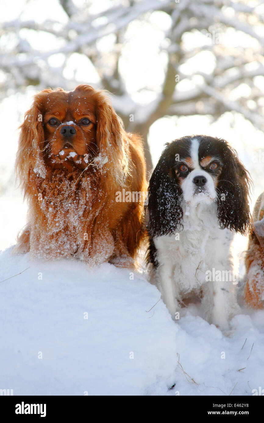 Cavalier King Charles Spaniels, ruby and tricolour, sitting in snow. Stock Photo