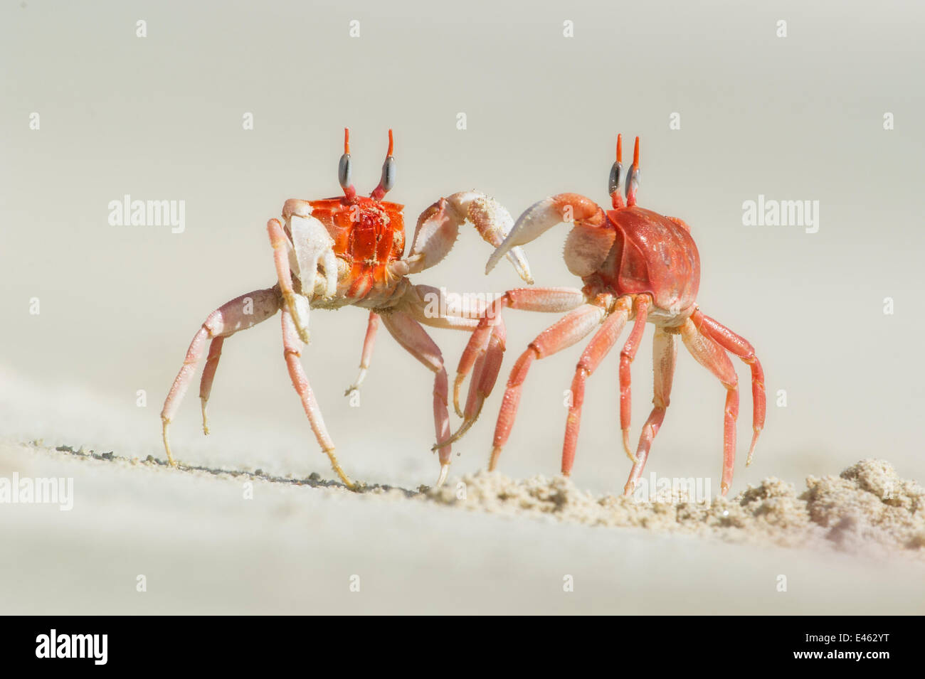 Galapagos Ghost Crab (Ocypode gaudichaudii) fighting on the beach. Galapagos Stock Photo