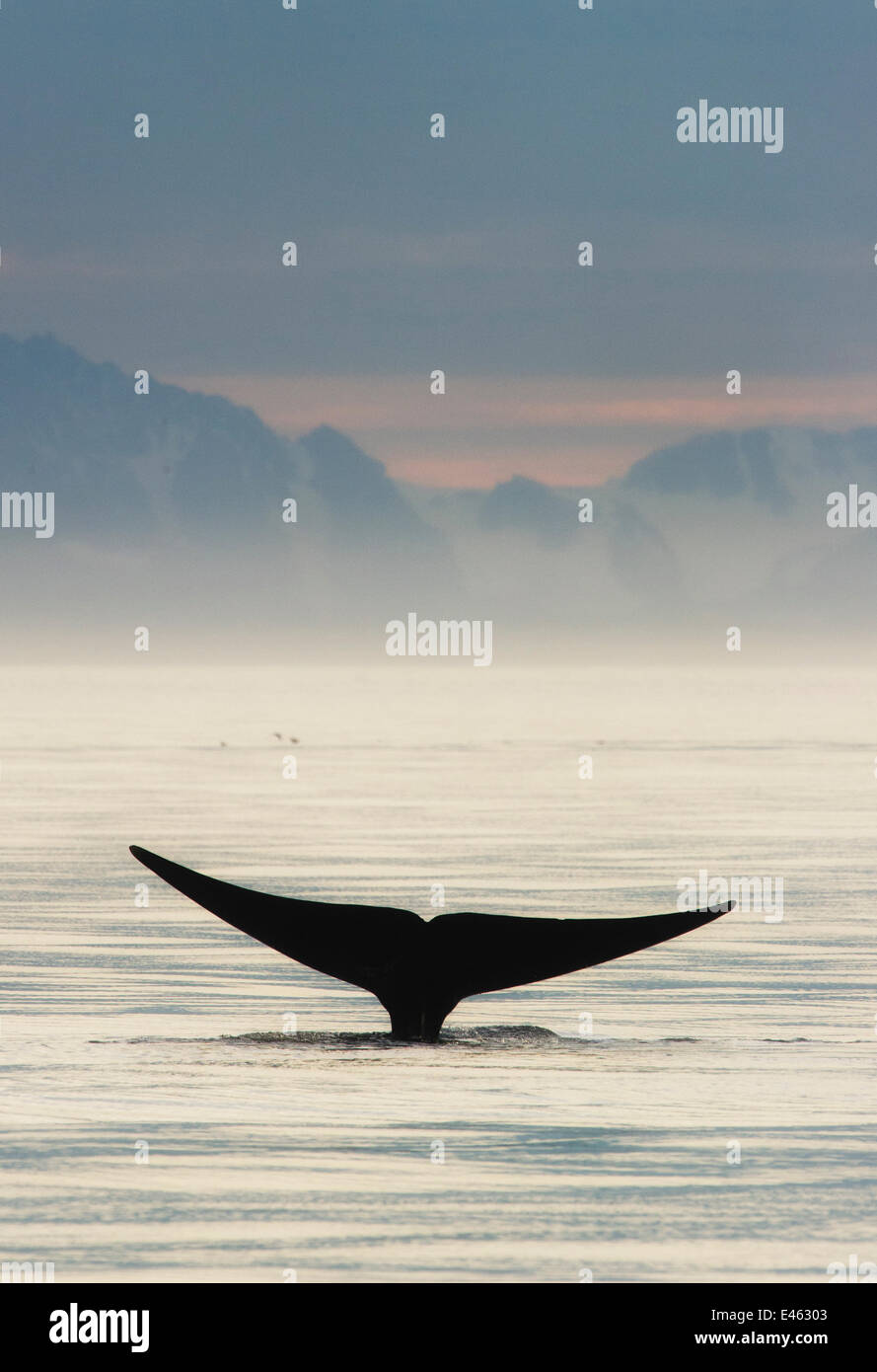 Fluke hi-res stock photography and images - Alamy