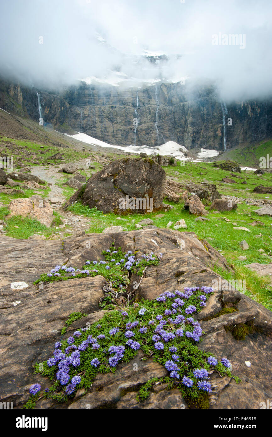 Tiny creeper (Globularia repens) growing on rock with Gavarnie Falls in the background, Pyrenees, France, June 2011. Stock Photo