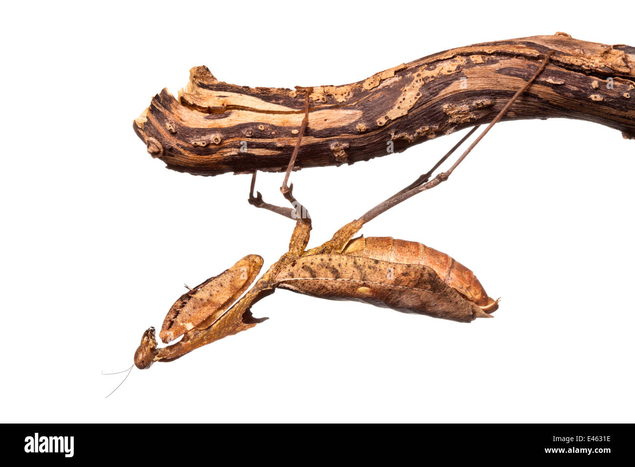 Dead leaf mantis (Deroplatys dessicata) hanging upside down from twig, photographed against a white background, orginating from South East Asia. Captive. Stock Photo