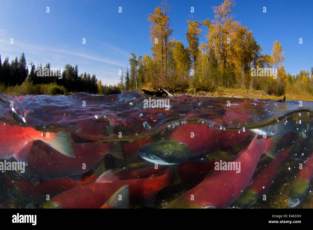 Sockeye salmon (Oncorhynchus nerka) split level view of annual spawning