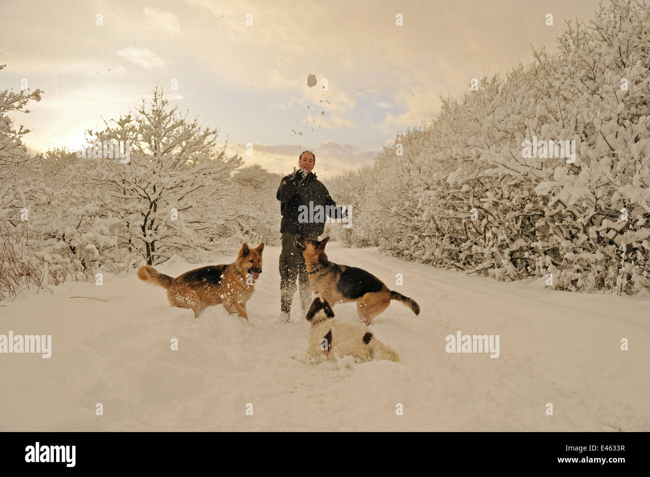 Man playing in deep snow with dogs (two German shepherds and a spaniel) on closed road on Caerphilly Mountain, Caerphilly, South Wales, UK, December 2010, Model released Stock Photo