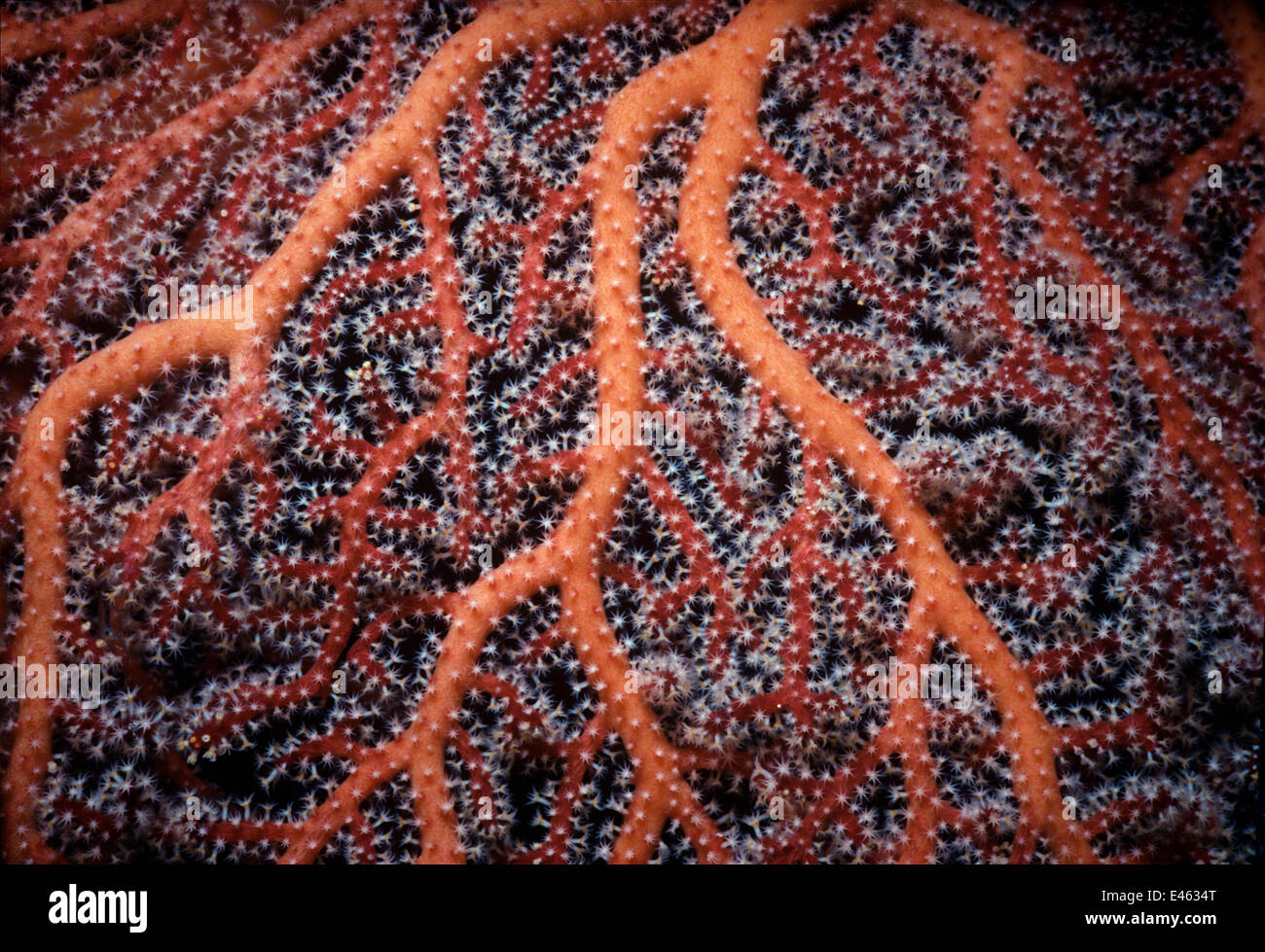 Gorgonian Seafan Coral (Gorgonacea) polyps open to feed at night. South China Sea, Sipadan Island, Borneo. Stock Photo