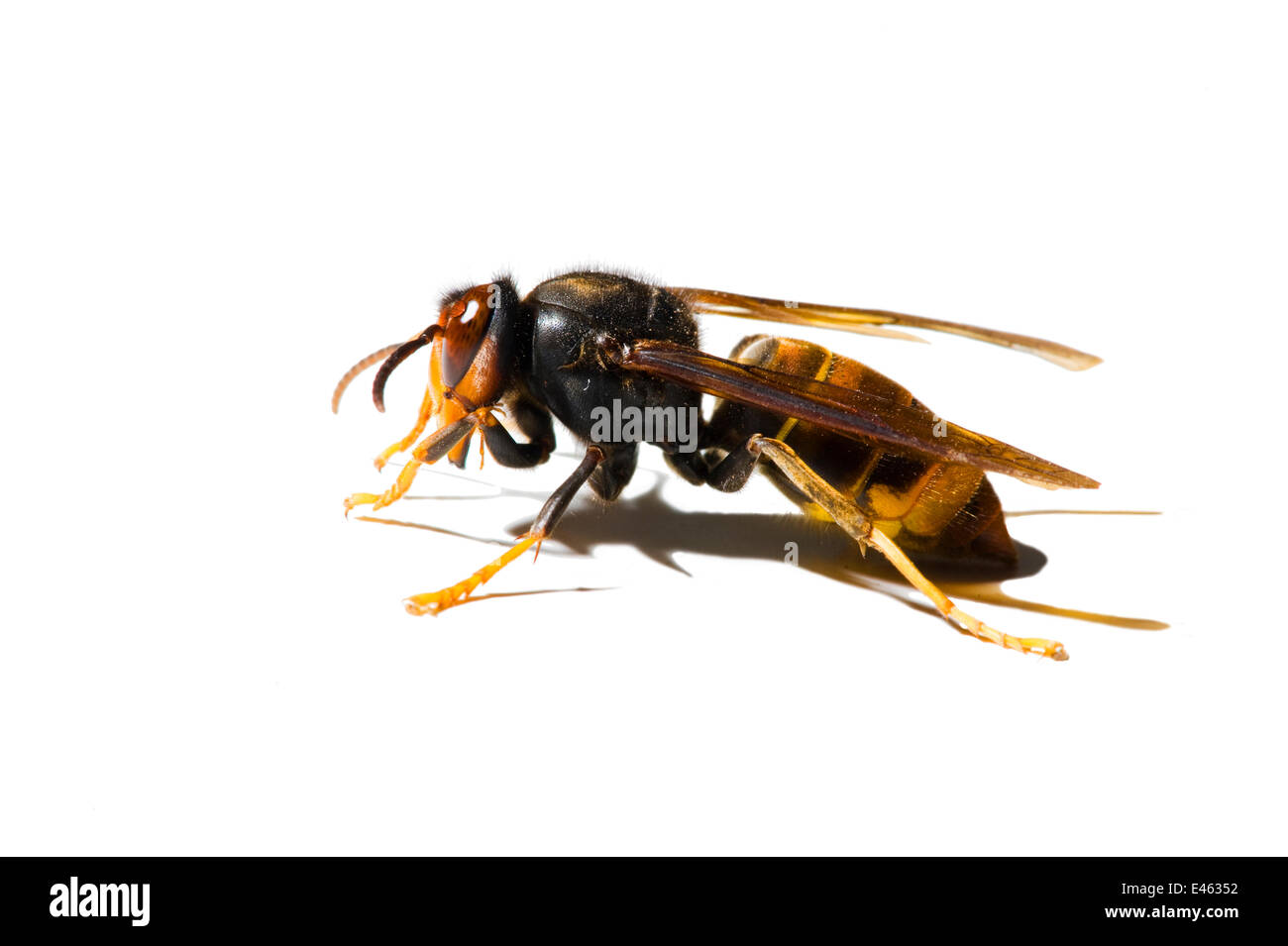 Male Asian hornet (Vespa velutina nigrithorax) France, November 2011 Stock Photo