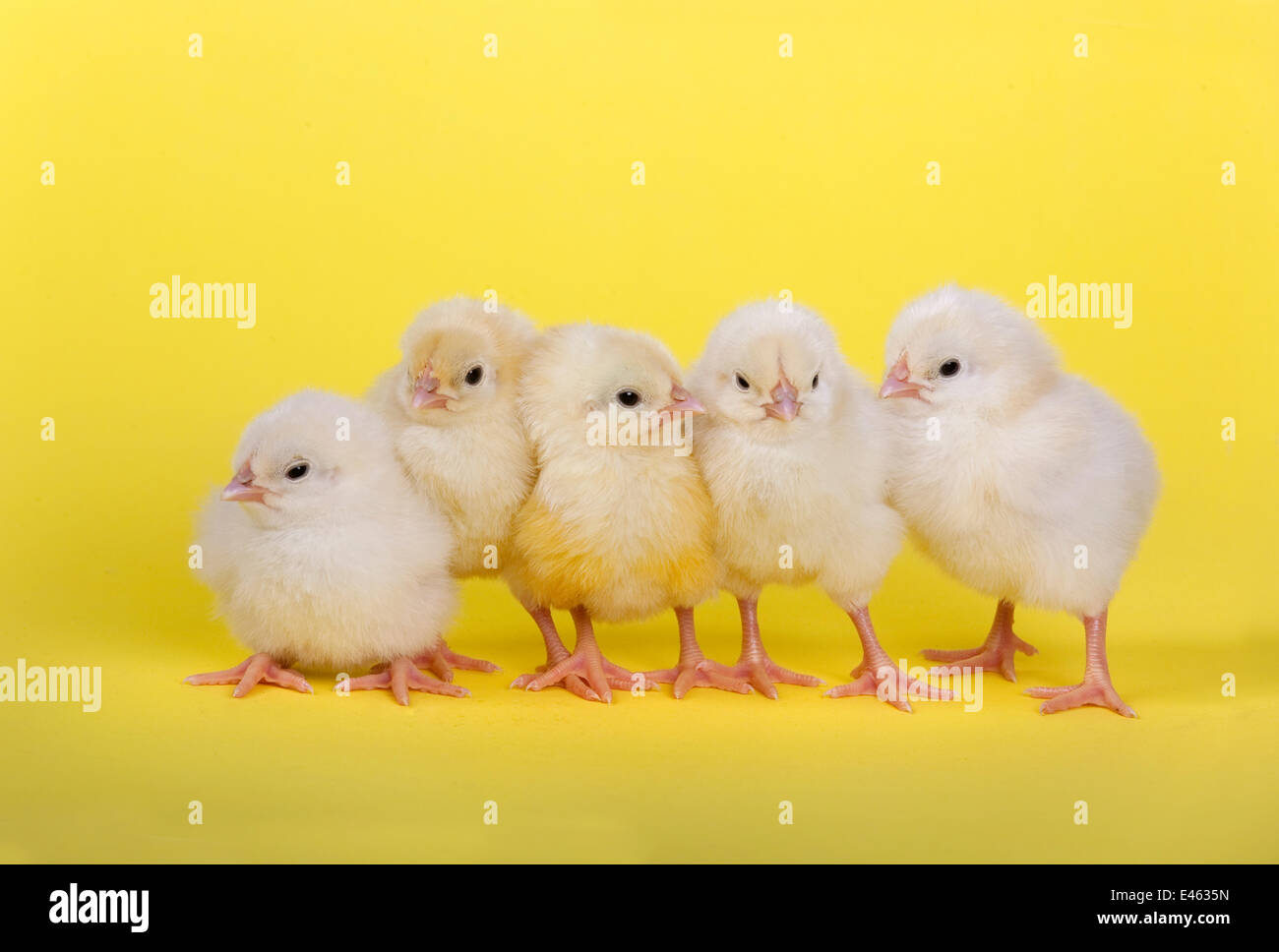 Five newly hatched chicks in a row Stock Photo