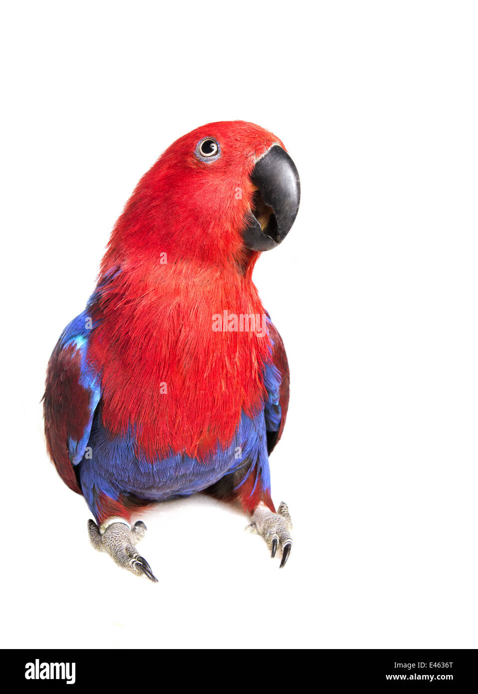Eclectus Parrot looking forward with mouth partially open isolated on white background Stock Photo