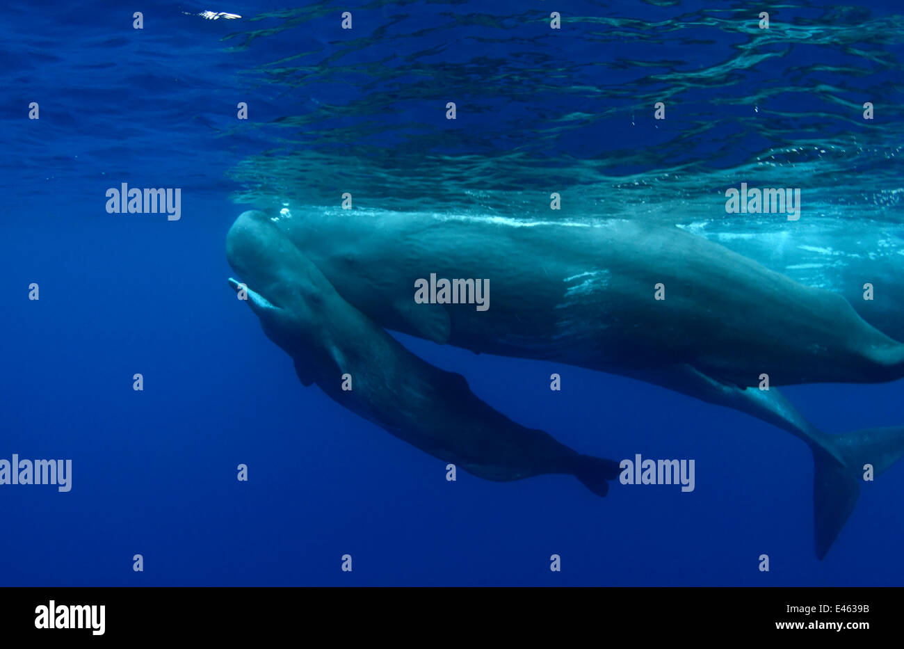 Sperm Whale Physeter Macrocephalus Calf Swimming Uder Its Mother