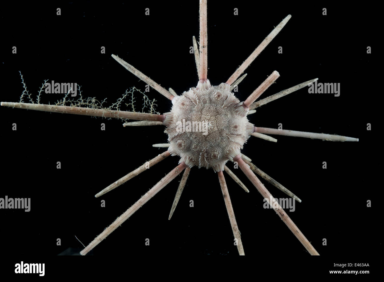Pencil urchin (Cidaroid). Collected from coral sea mount near Dragon vent field on SW Indian Ridge, Indian Ocean. Stock Photo