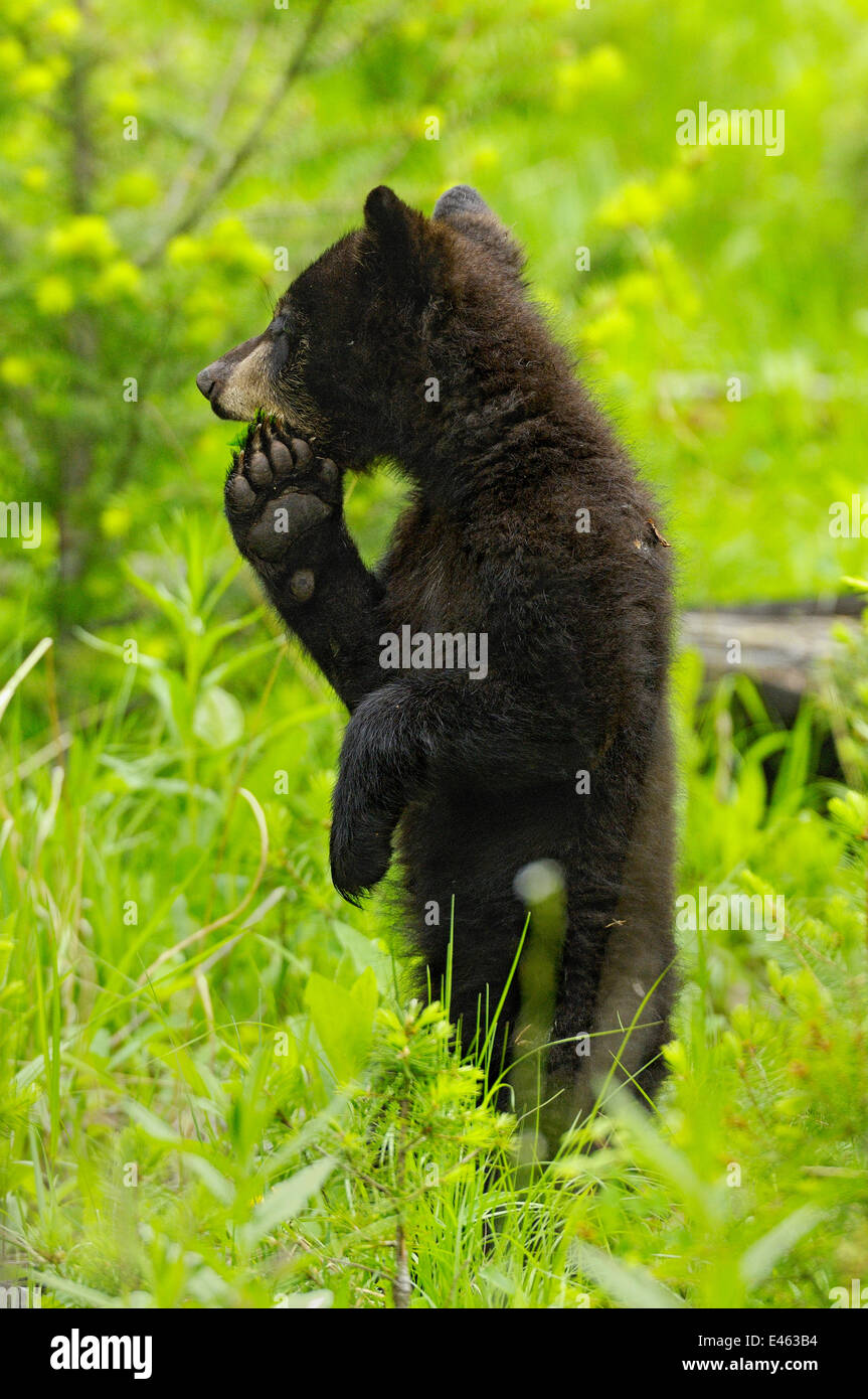 Black bear (ursus americanus) cub standing on hind legs, Yellowstone