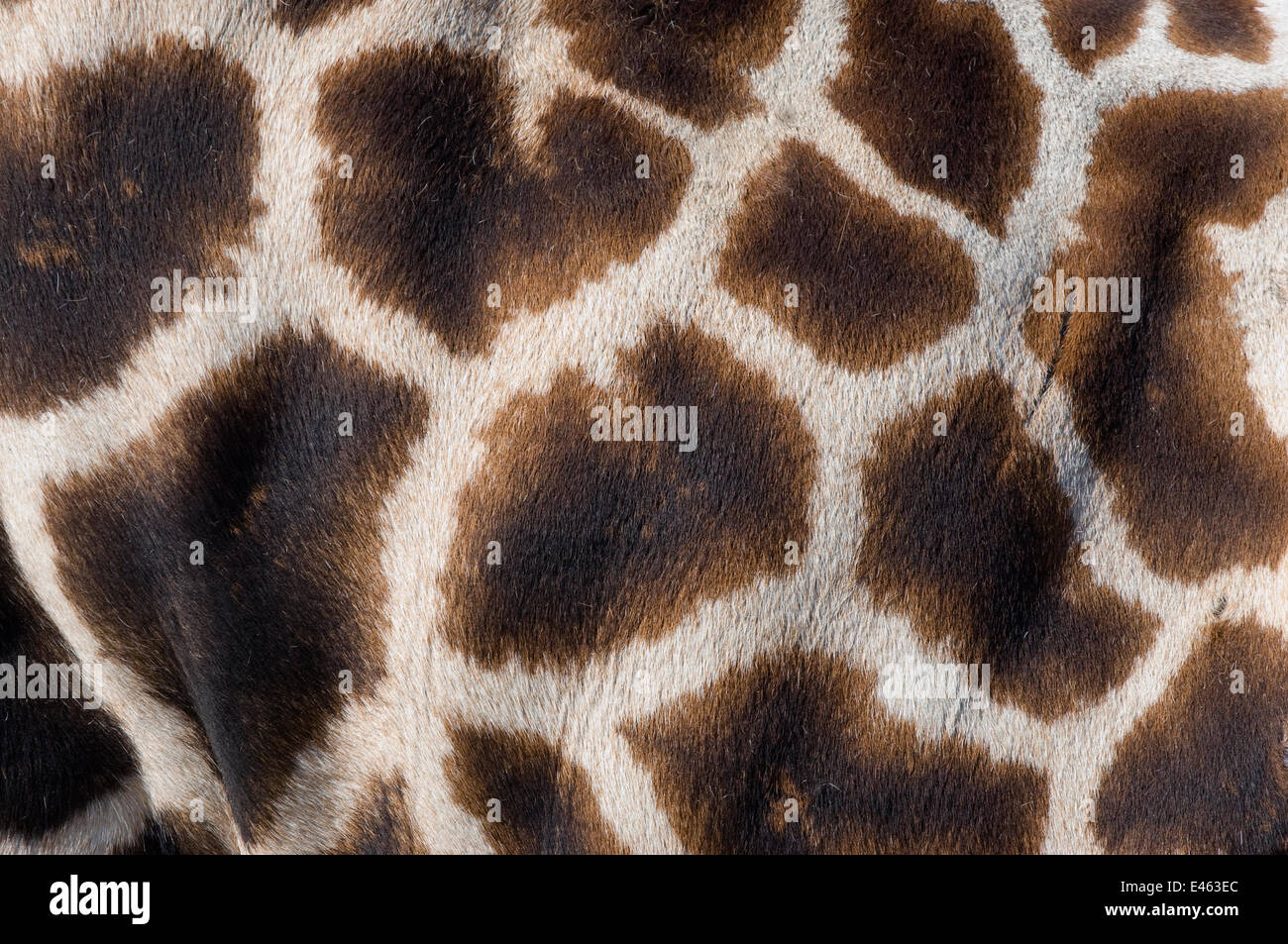 Rothschild's giraffe (Giraffa camelopardalis rothschildi) close up of young calf skin pattern, captive Stock Photo