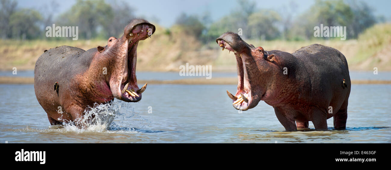 Adult male Hippopotamuses (Hippopotamus amphibius) posturing in agressive 'yawn' behaviour, Luangwa River, South Luangwa National Park, Zambia, November. Digital composite (two frames stitched together) Stock Photo