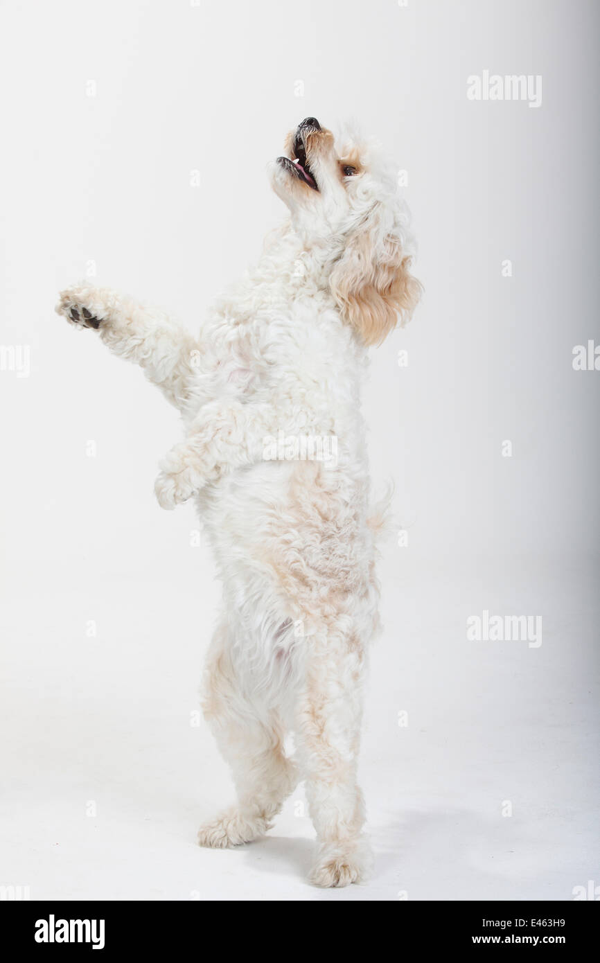 Mixed Breed White Long Haired Cockerpoo Cockapoo Dog Standing