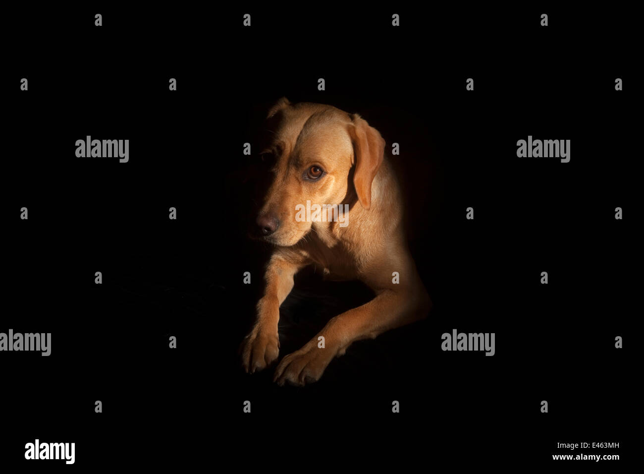 Yellow Labrador (Canis familiaris) portrait, UK Stock Photo