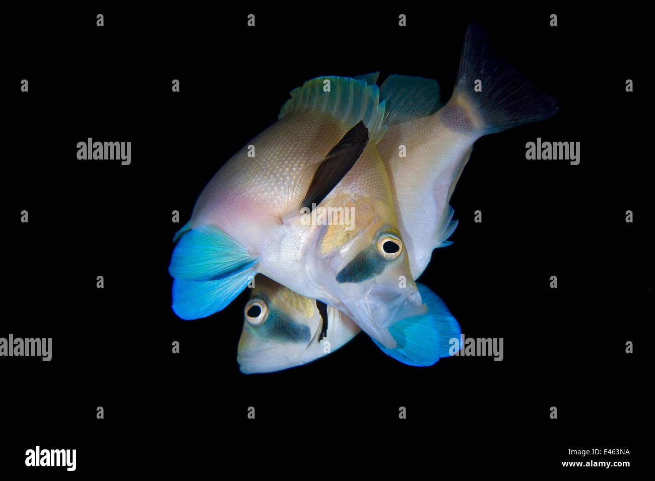 Butter hamlet (Hypoplectrus unicolor) pair spawning at dusk, George Town, Grand Cayman, Cayman Islands, British West Indies, Caribbean Sea. Stock Photo