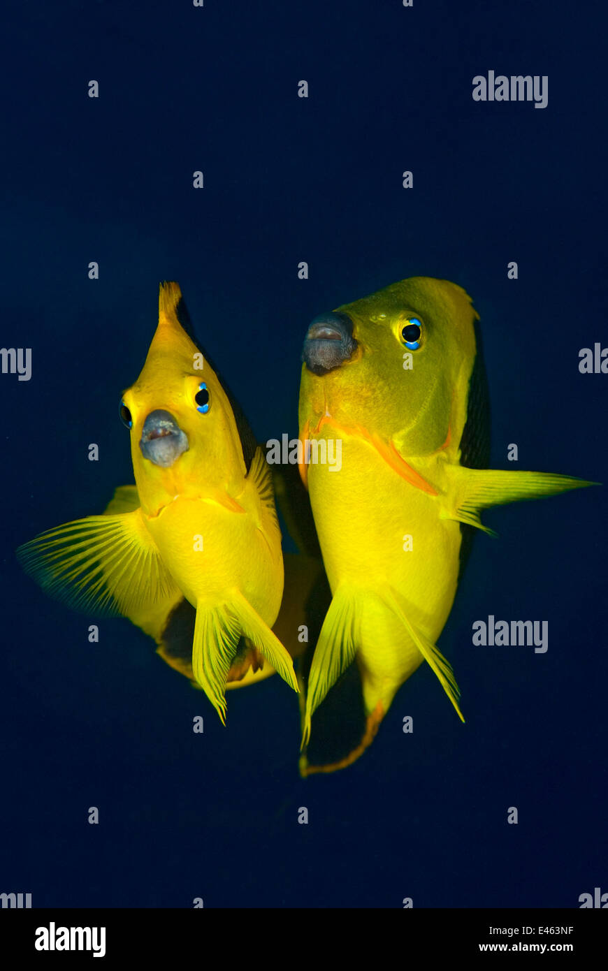 Rock beauty angelfish sales care