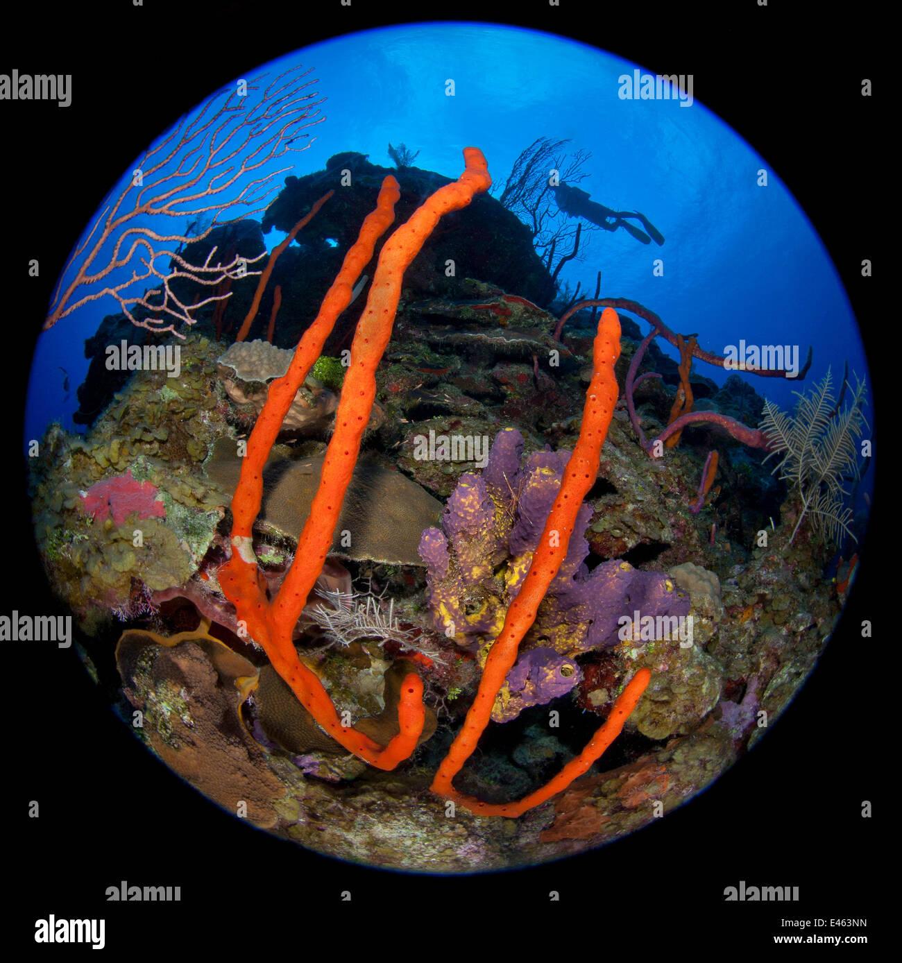 Circular fisheye photograph of a colourful coral reef with silhouetted diver, East End, Grand Cayman, Cayman Islands, British West Indies. Caribbean Sea. Model released Stock Photo