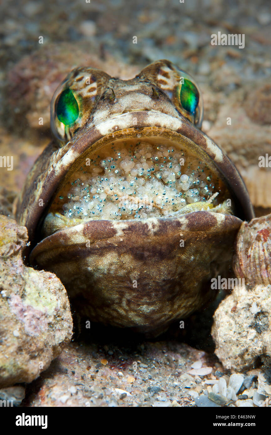 Banded jawfish (Opistognathus macrognathus) male incubating eggs in mouth, which are at a late stage of development and will soon be ready for release. West Palm Beach, Gulf Stream, West Atlantic Ocean, Florida, USA. Stock Photo